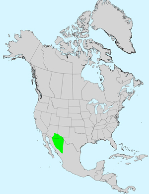 North America species range map for Brickellia venosa: Click image for full size map